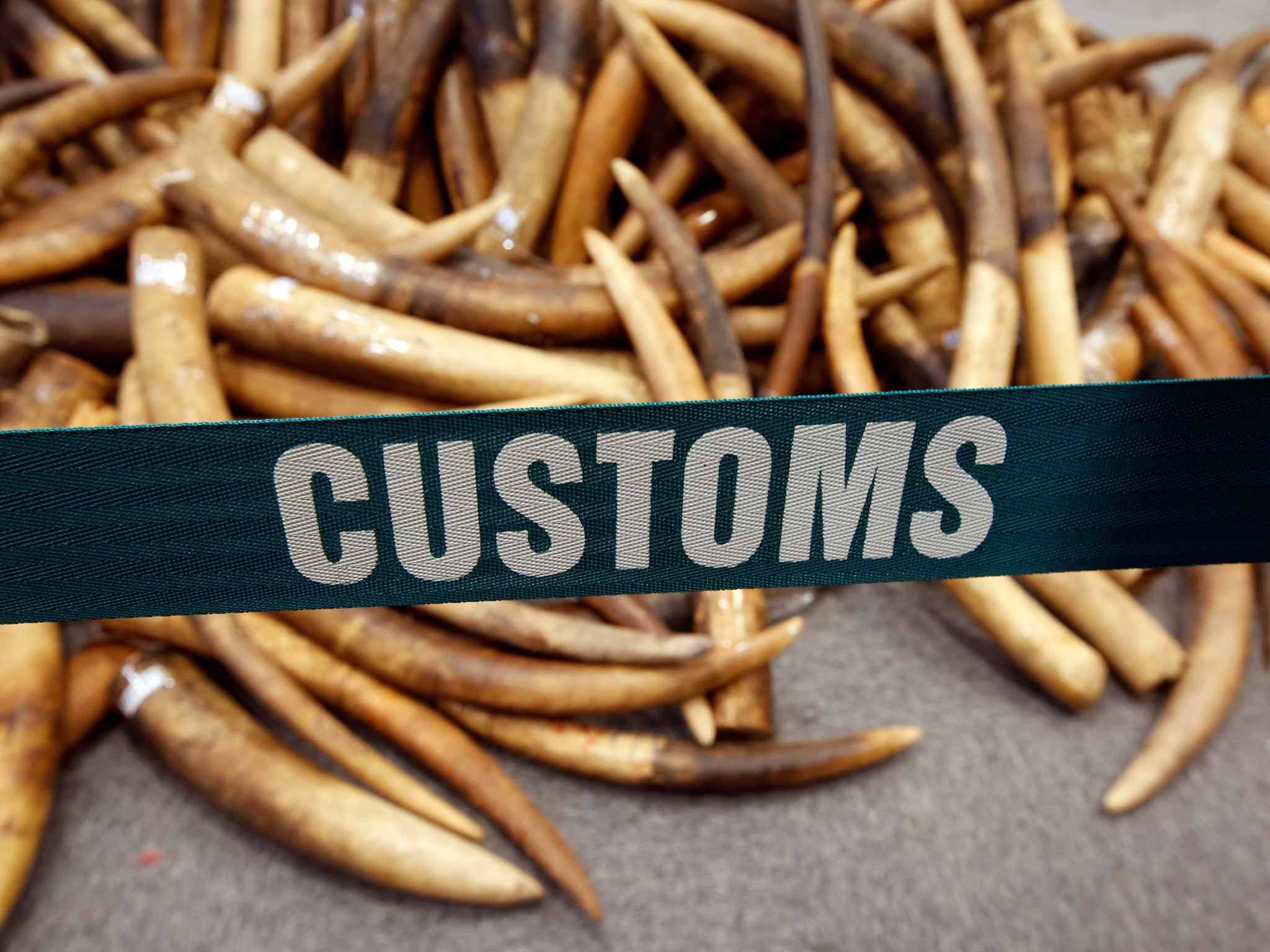 A haul of ivory tusks found by Hong Kong customs staff