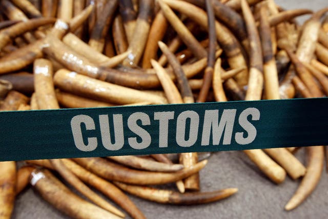 Ivory tusks seized by customs officials in Hong Kong