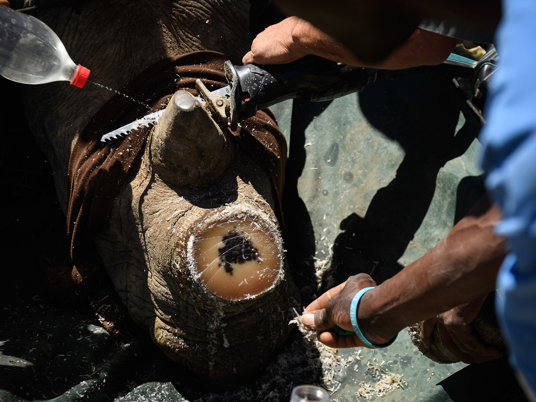 A farmed rhino’s horn is trimmed at breeder John Hume’s ranch in South Africa