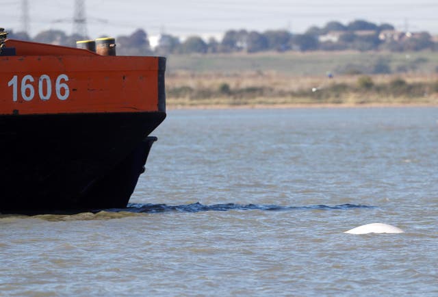 A Beluga whale swims in the River Thames near Gravesend, east of London, Britain