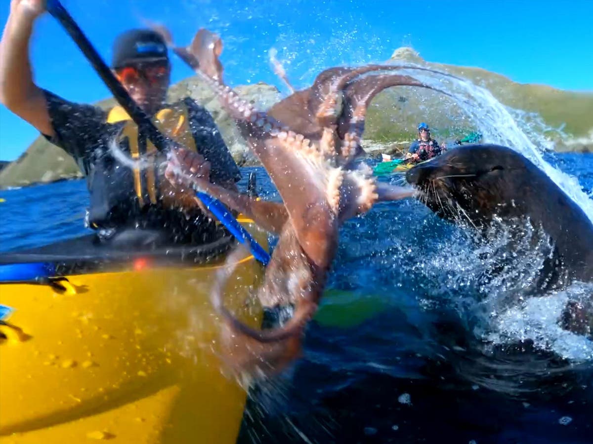 Seal smacks kayaker across the face with large octopus