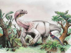 New species of giant plant-eating dinosaur found in South Africa