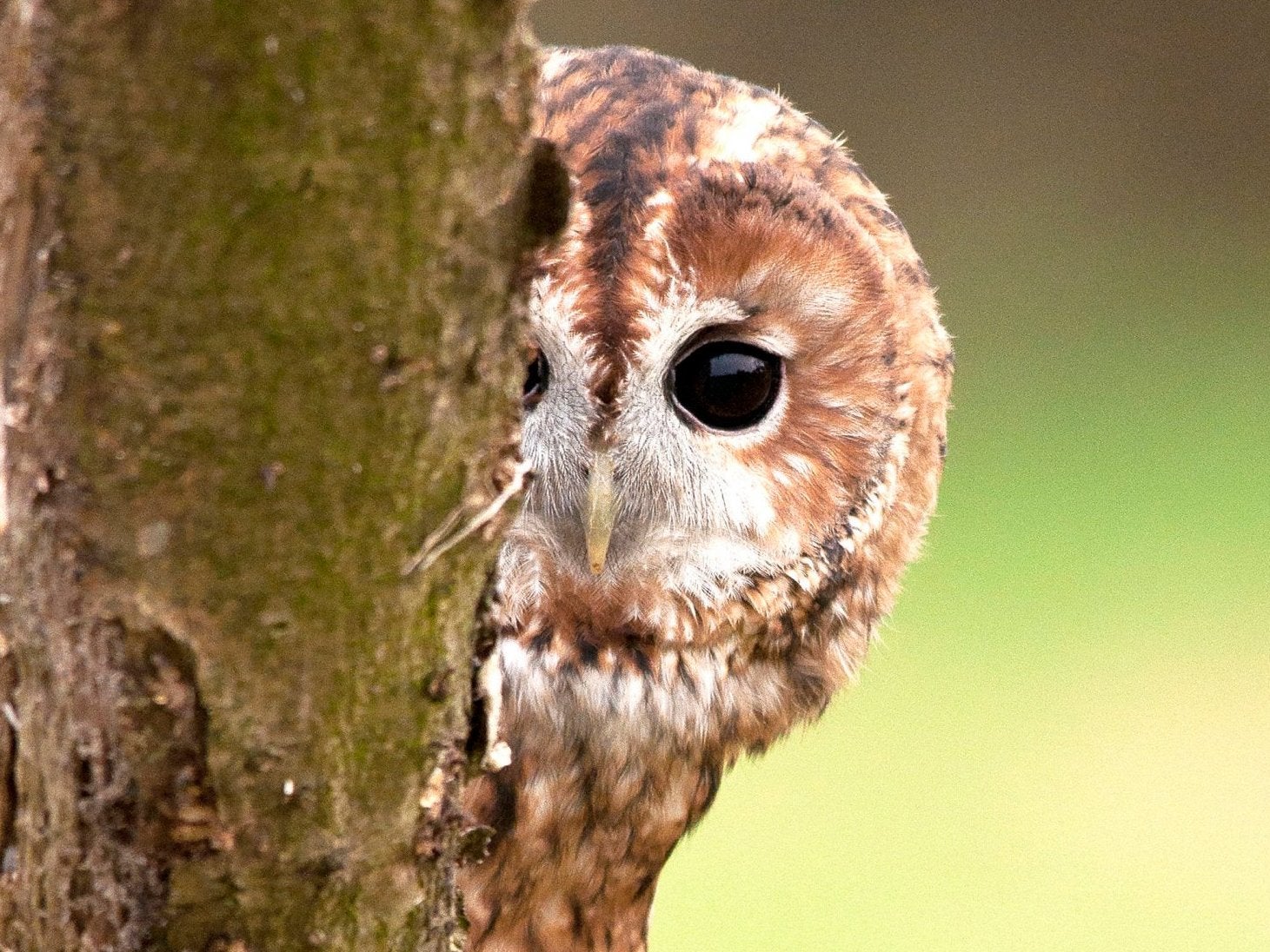 owls latest news breaking