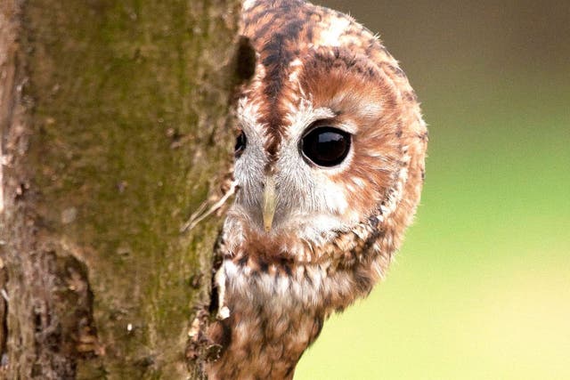 Tawny Owl populations has recently been added to the 'amber' List of Birds of Conservation Concern