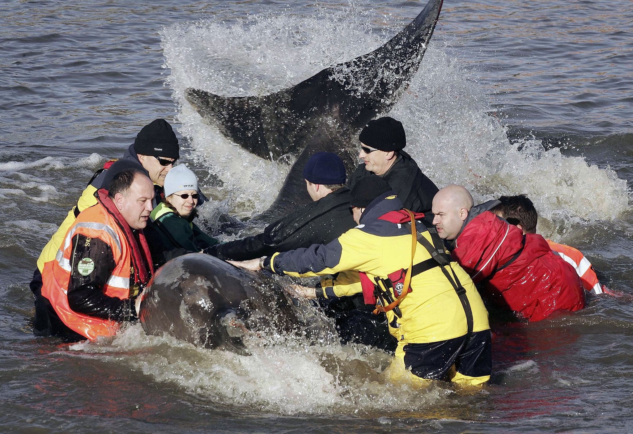 Rescuers manoeuvre a northern bottle-nosed whale as it spends its second day in the Thames in January 2006 (Peter Macdiarmid/Getty)