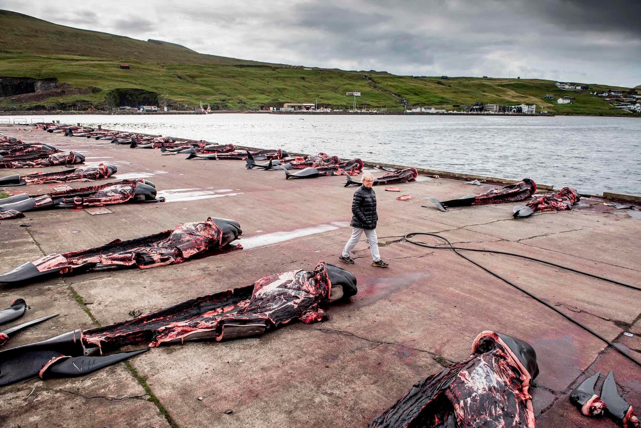 Pilot whale carcasses on the quay in Jatnavegur on the Faroe Islands (AFP/Getty)
