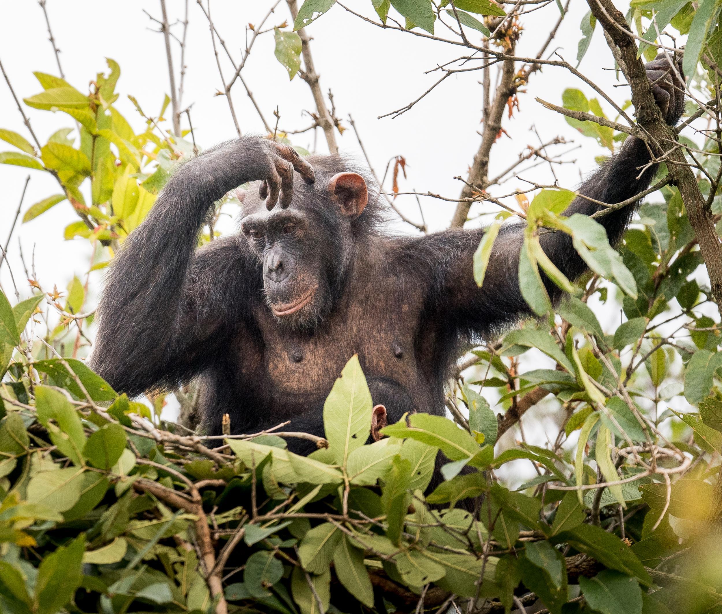 Tanzania has the big five safari animals – and chimps