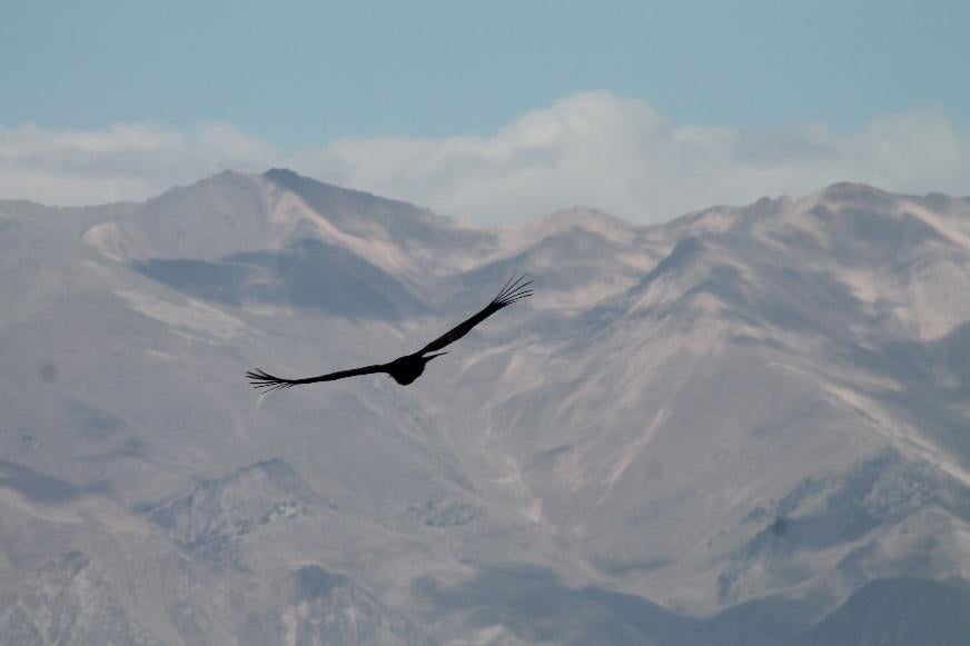 Silver-winged condors fly high above Peru’s Colca Canyon