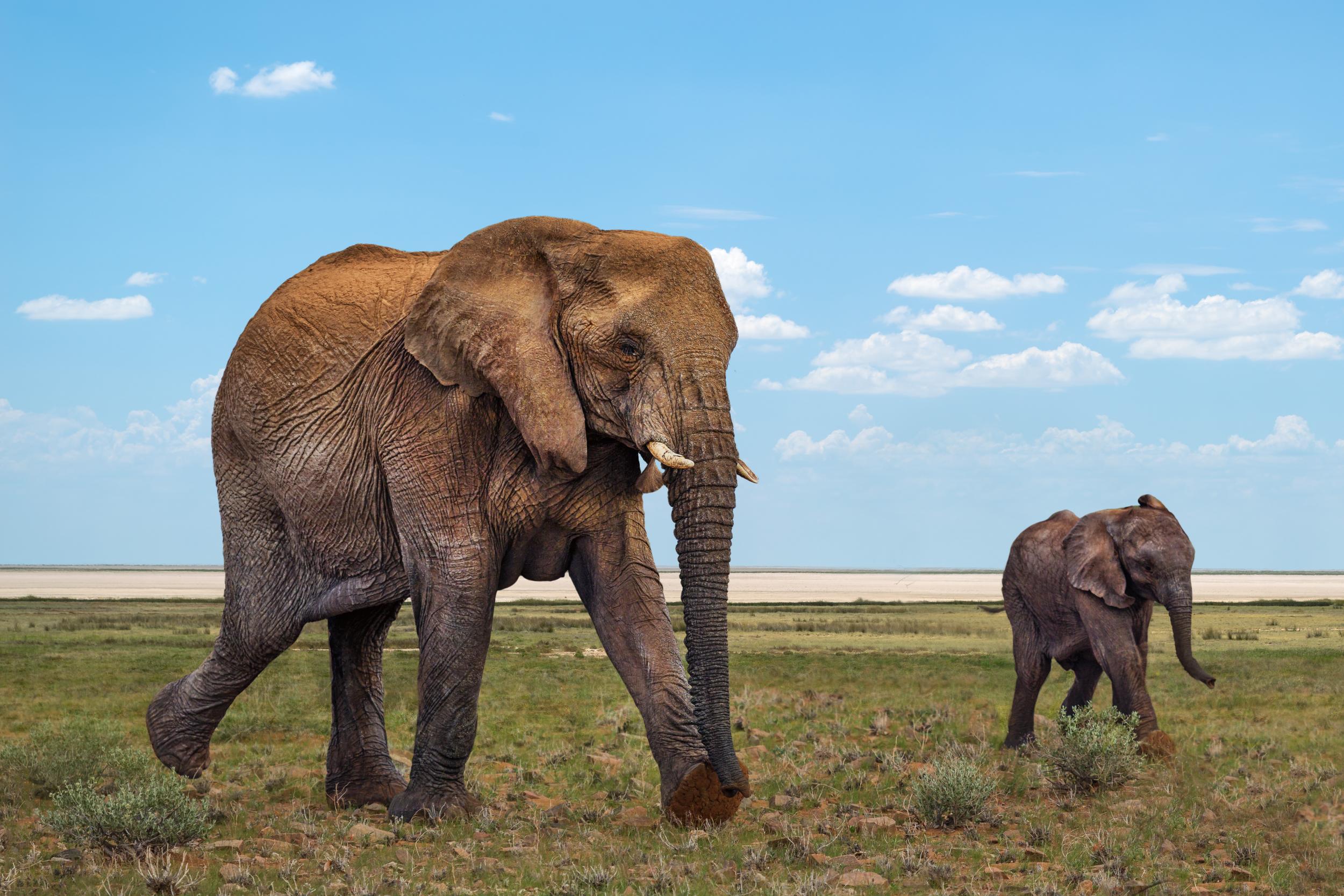 Elephants in Namibia