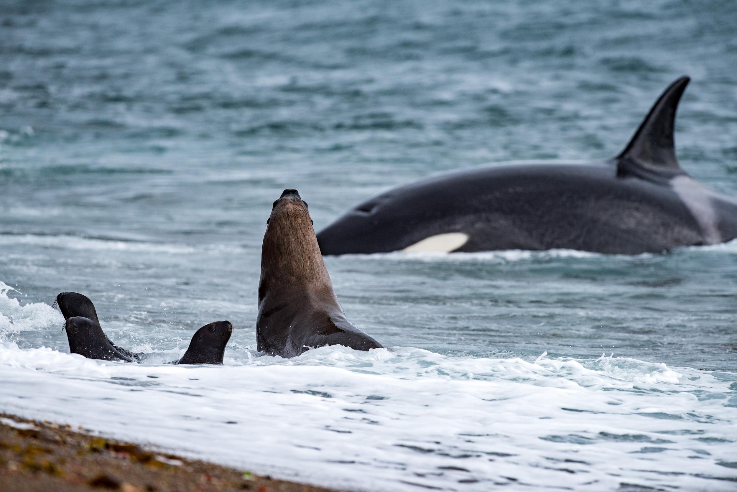 There are many reasons to visit Patagonia – watching orcas preying on seals among them