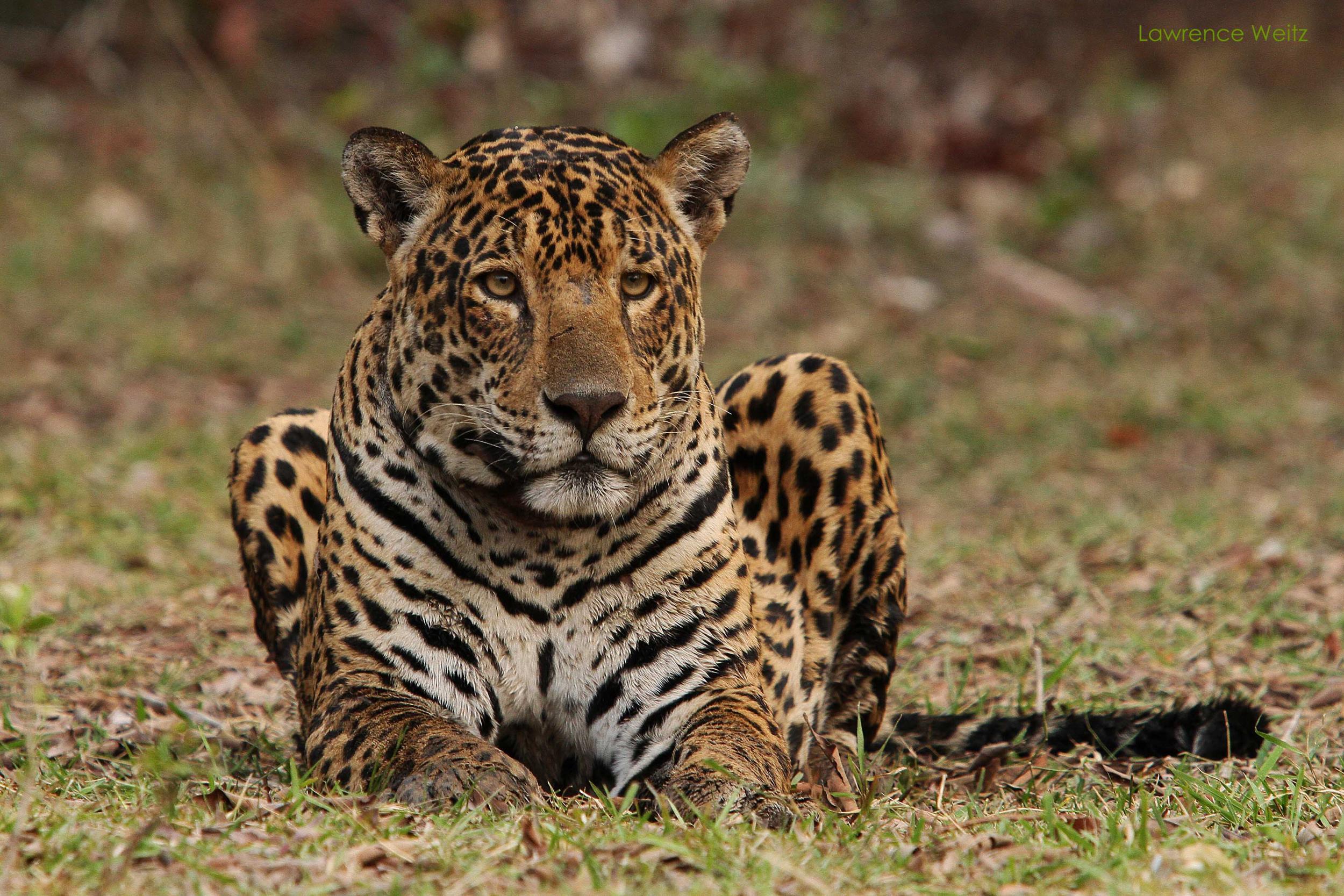 There’s an almost 100 per cent success rate to spotting jaguars in Brazil’s Pantanal region