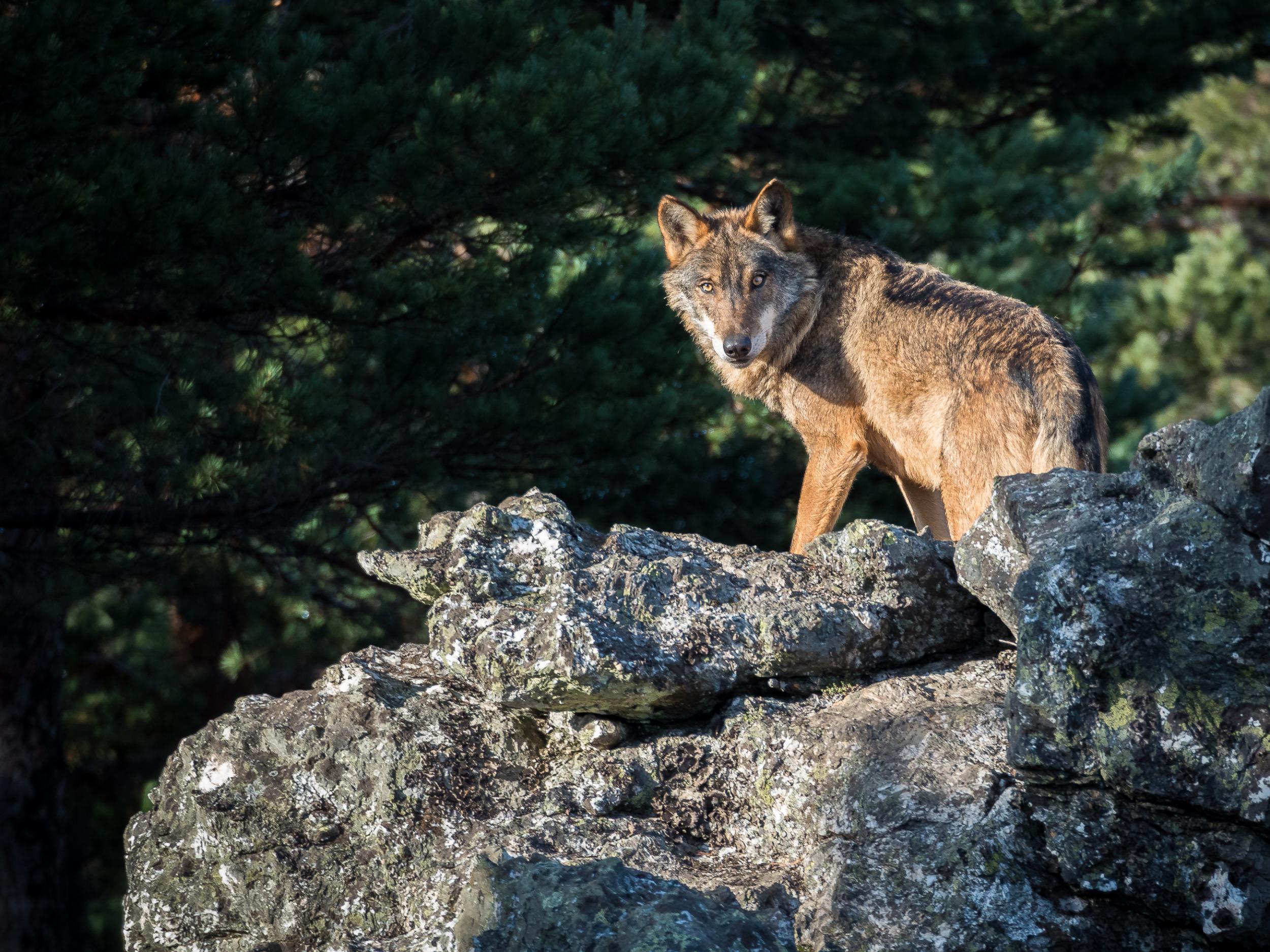 Northern Spain’s wild landscapes host Iberian wolves