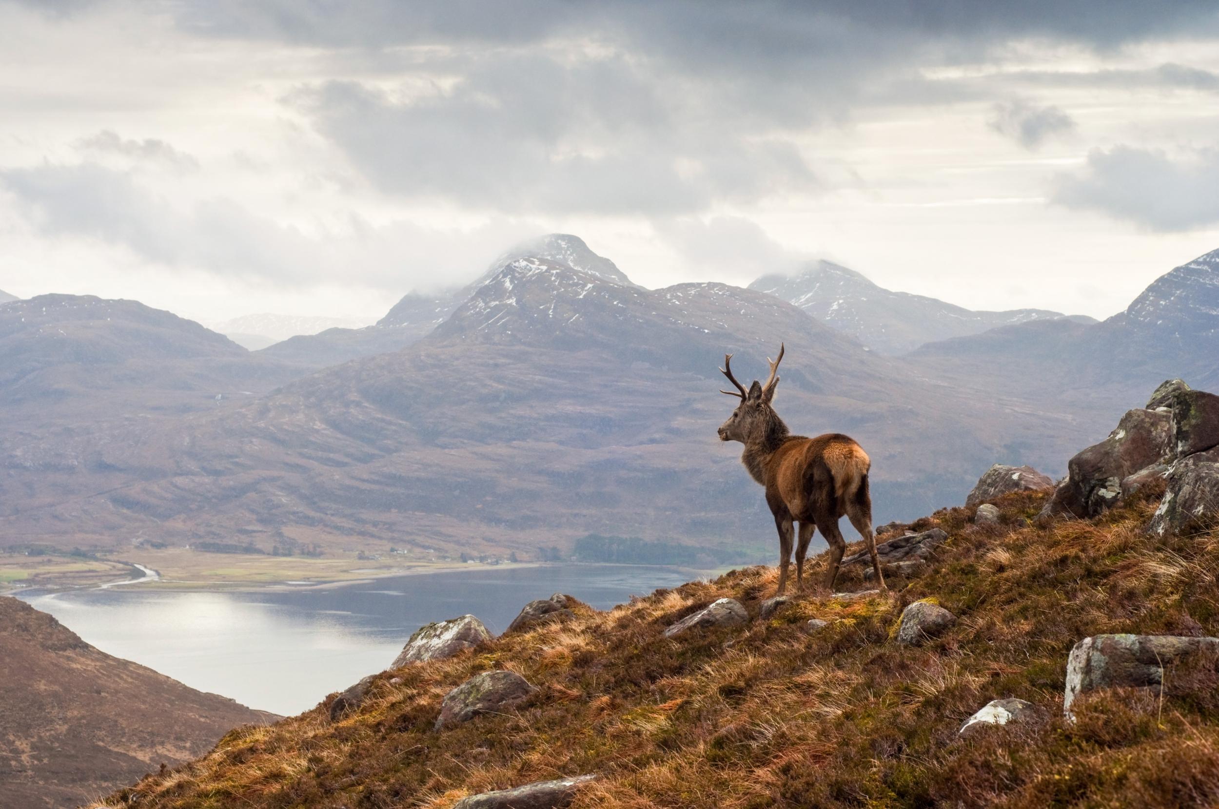The Scottish Highlands are an animal playground: from stags and mountain hares to deer and grouse