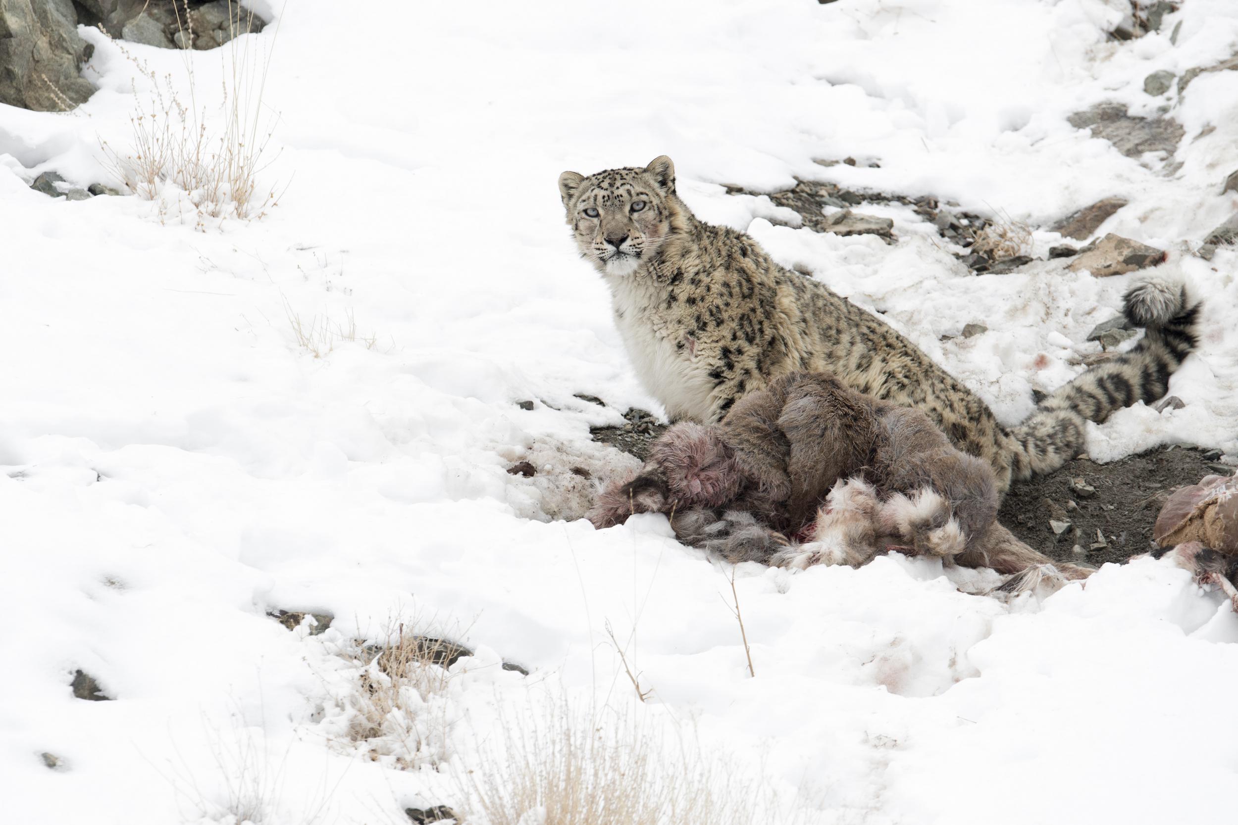 Blink and you’ll miss the Himalayan snow leopard