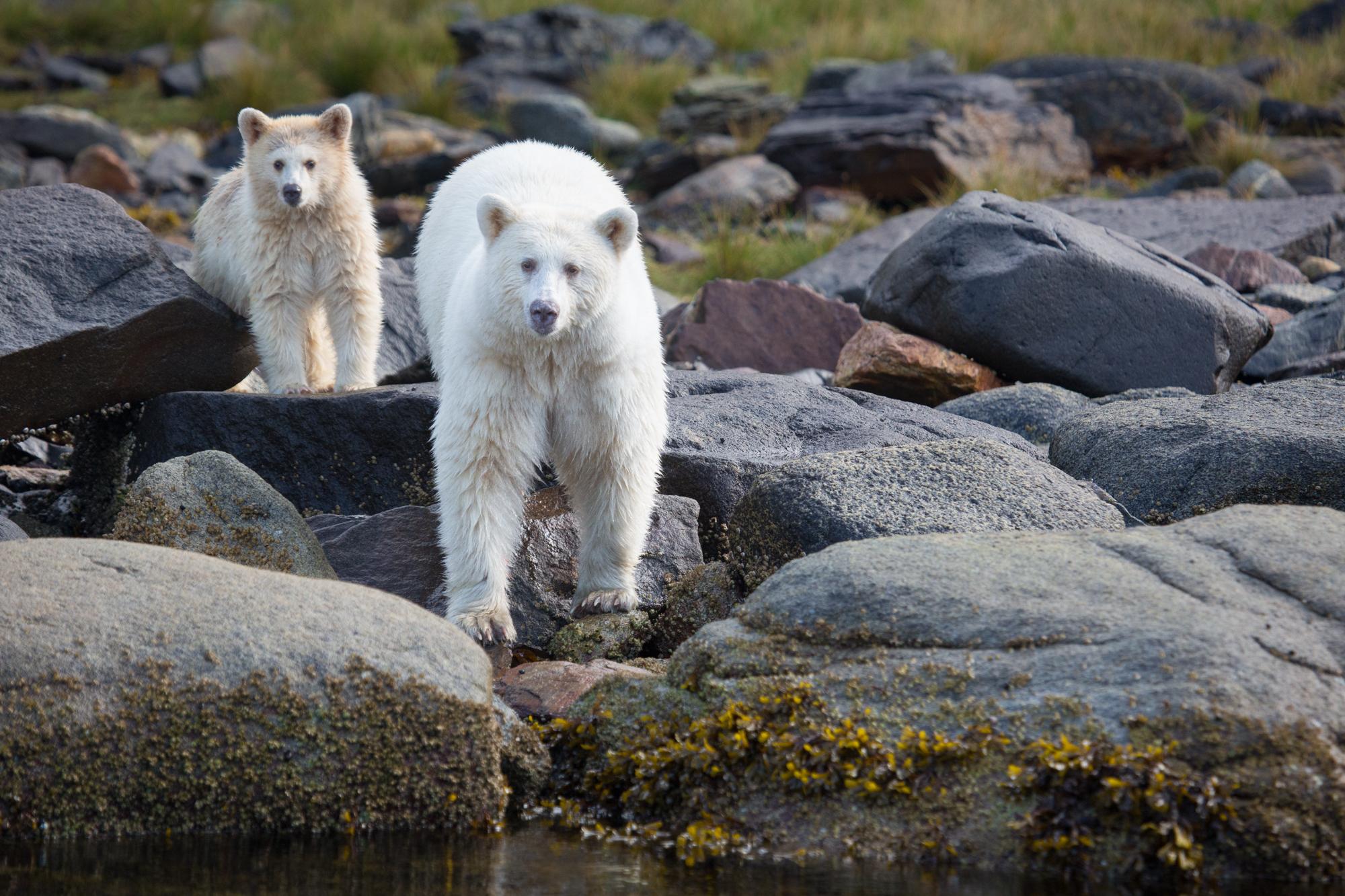Find white spirit bears in the Great Bear Rainforest in British Columbia