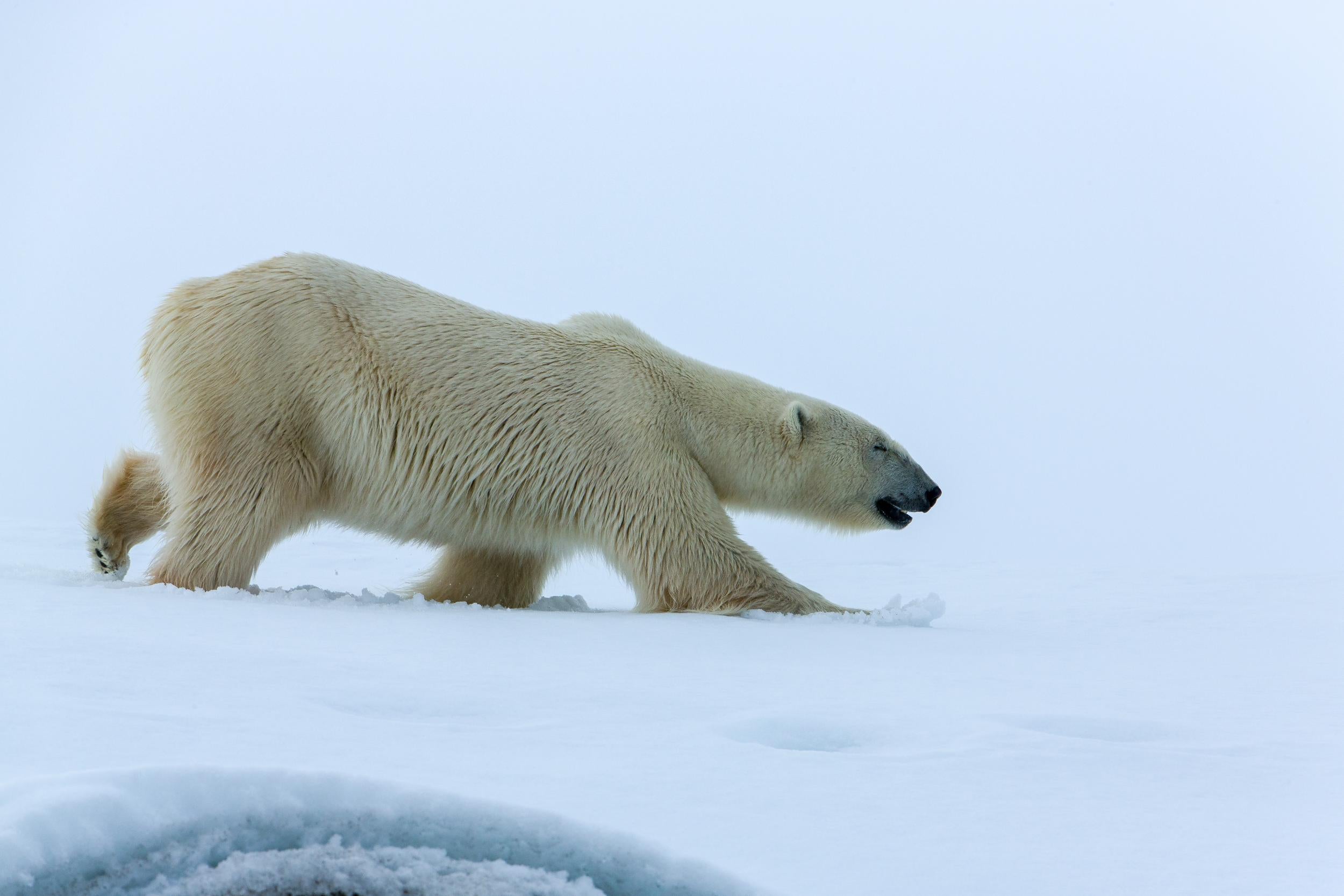 Norway’s Svalbard archipelago is a great place to spot polar bears