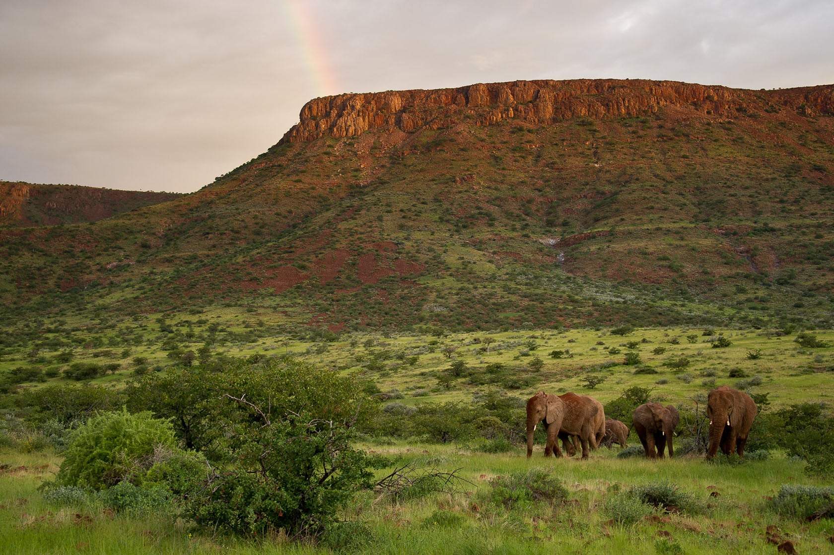 Desert elephants in Namibia