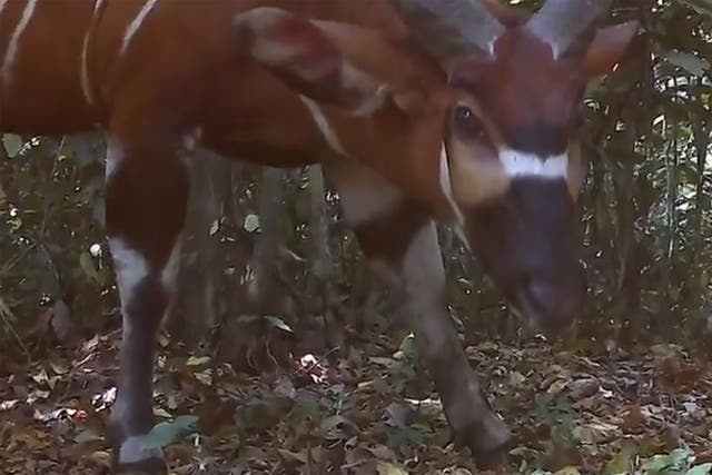 The elusive bongo had never been sighted in Uganda before the study