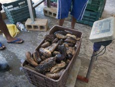 Seafood company owner jailed for over-harvesting sea cucumbers