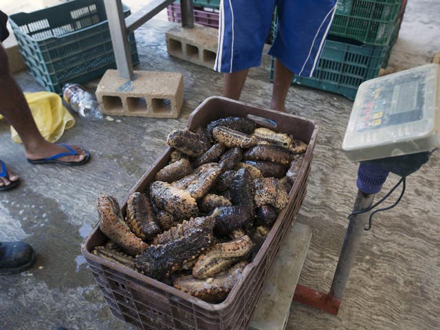 Fishermen weight a plastic crate loaded with sea cucumbers, they just collected from the ocean, a day before the legal fishing season ends, in Merida, Yucatan, Mexico on April 20, 2018