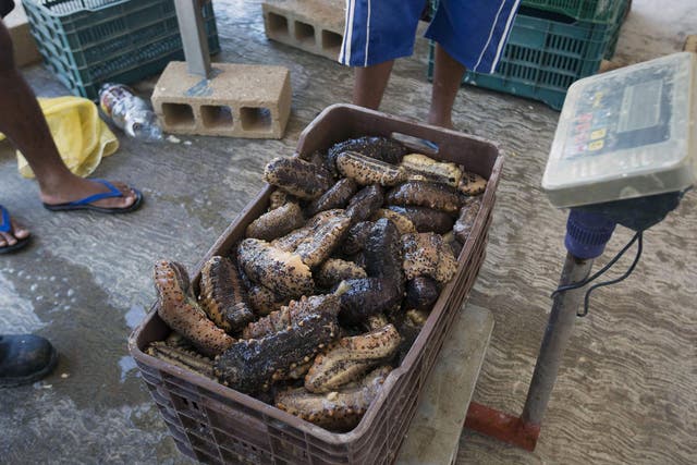 Fishermen weight a plastic crate loaded with sea cucumbers, they just collected from the ocean, a day before the legal fishing season ends, in Merida, Yucatan, Mexico on April 20, 2018
