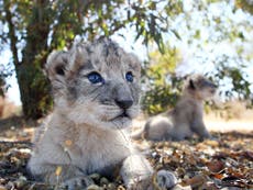 World’s first test tube lions raise hopes for endangered big cats