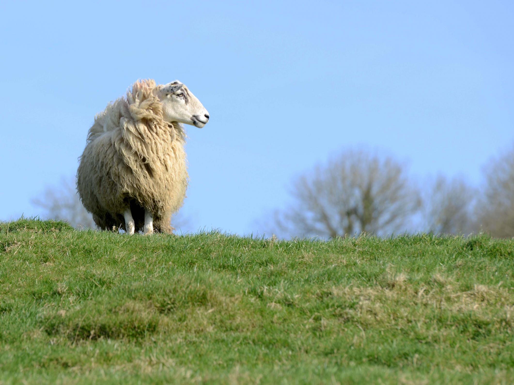 The animals are ‘the principal obstacle standing in the way of meaningful nature recovery in Britain’s national parks’
