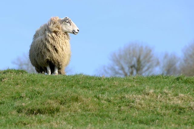 A sheep was found skinned and butchered in a field in Northern Ireland