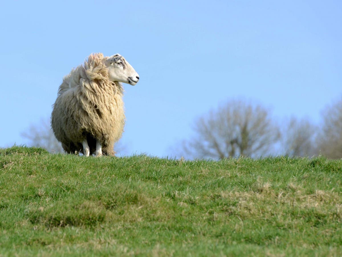Silence of the lambs: Anger as former Defra adviser says sheep should be banned from all farms 