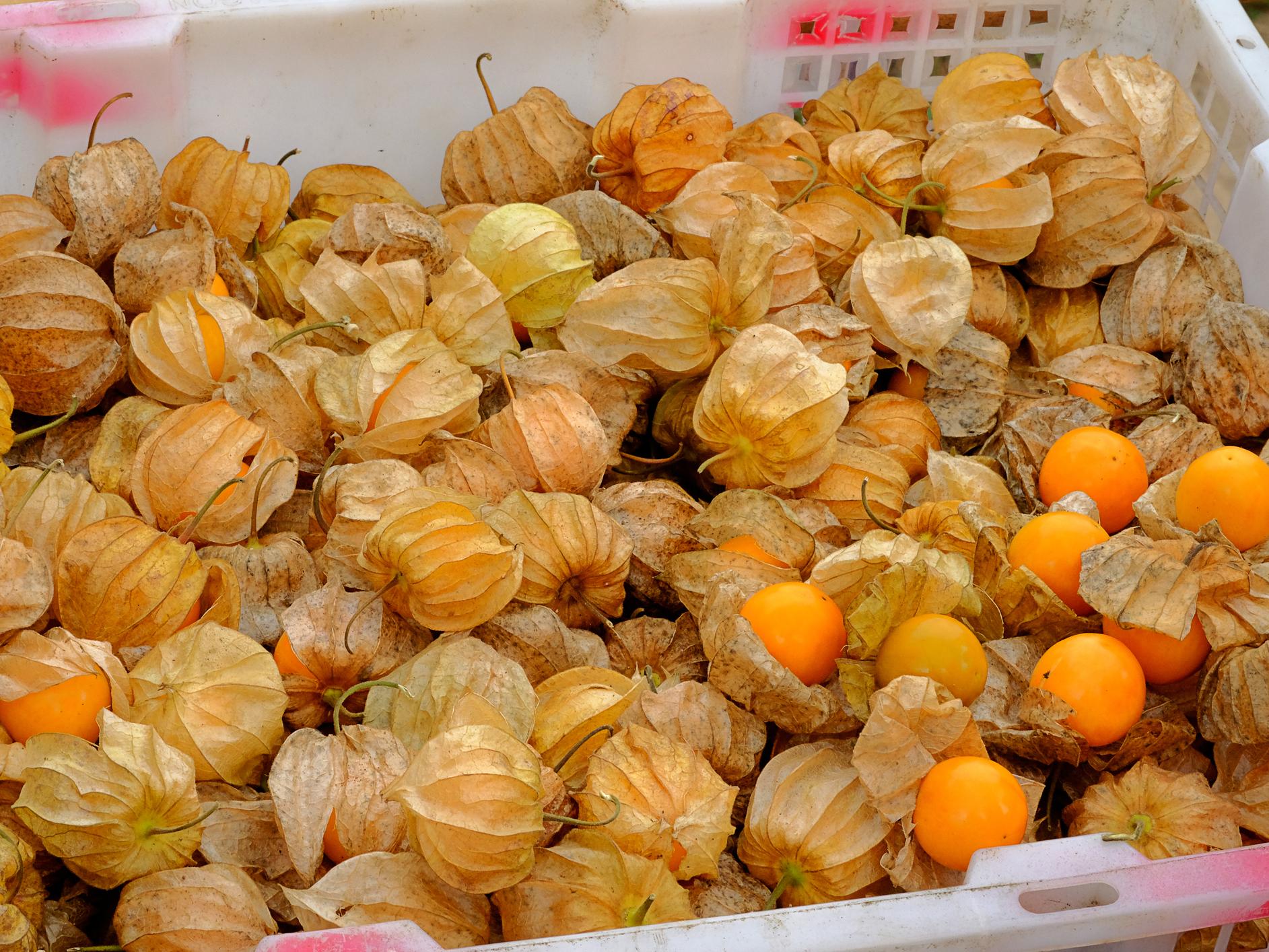Also known as physalis, the fruit is widely grown on small, local scales but has never entered mainstream farming