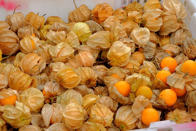 Also known as physalis, the fruit is widely grown on small, local scales but has never entered mainstream farming