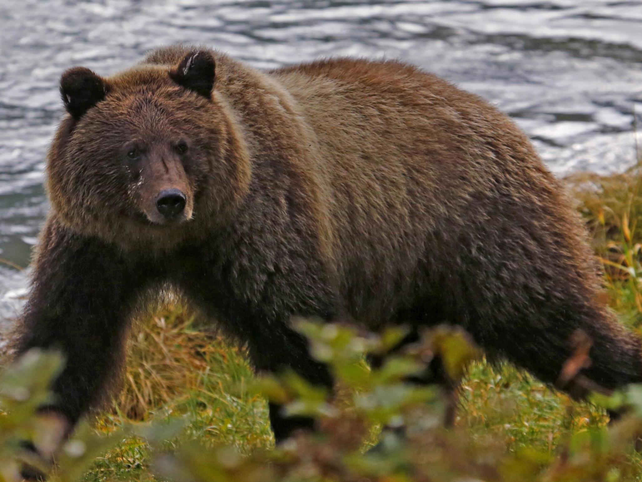 A coastal brown bear walks along the banks of the Chilkoot River near Haines, Alaska