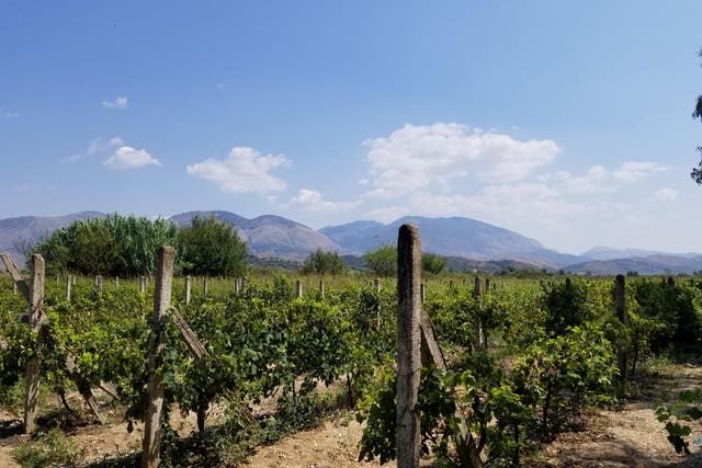 The Riviera might not be known for its wine – but the Kantina e Veres Isak vineyard is still ridiculously pretty