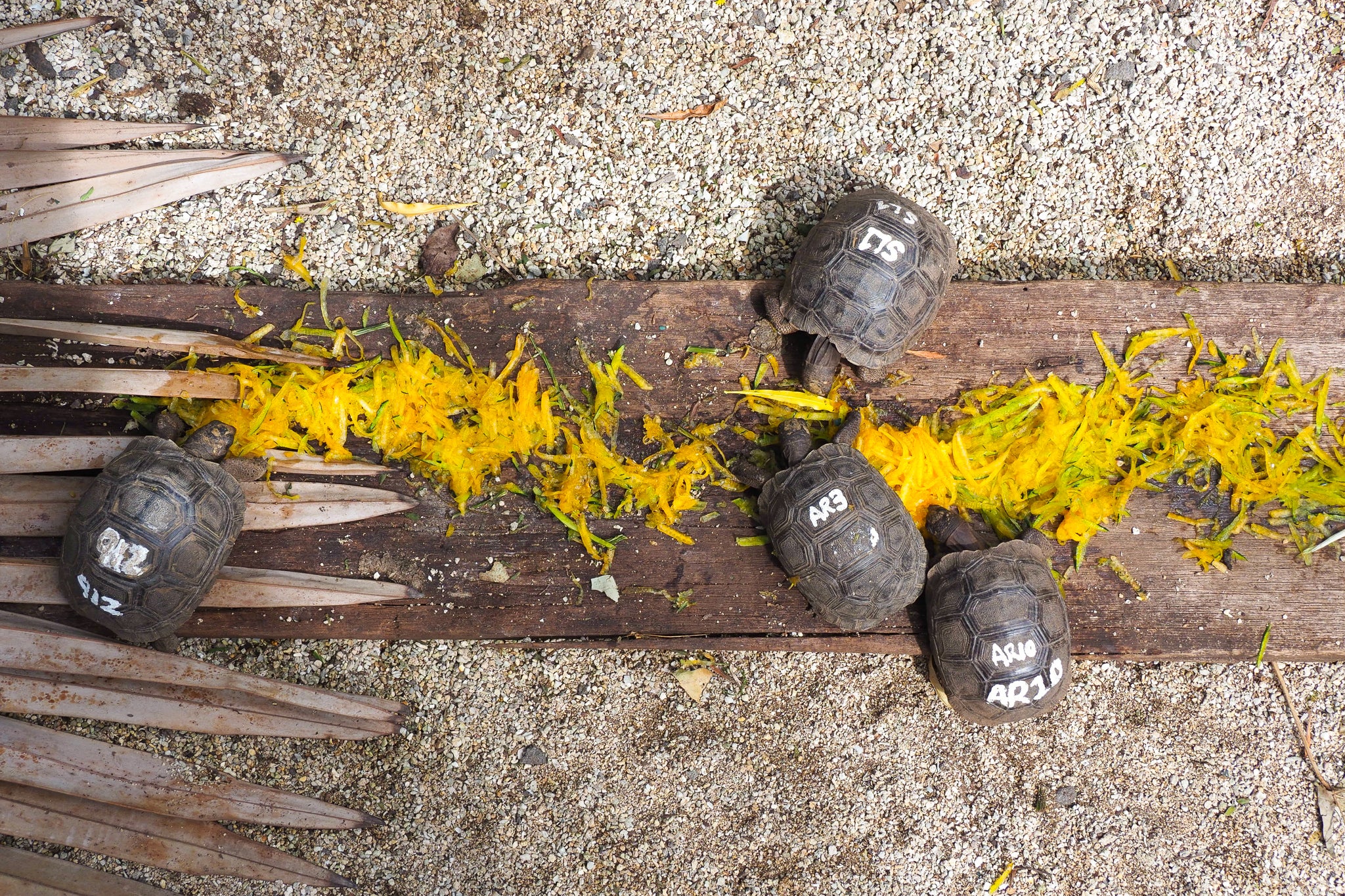 Play conservationist for a day and feed baby giant tortoises on a tour with Conscious Mauritius