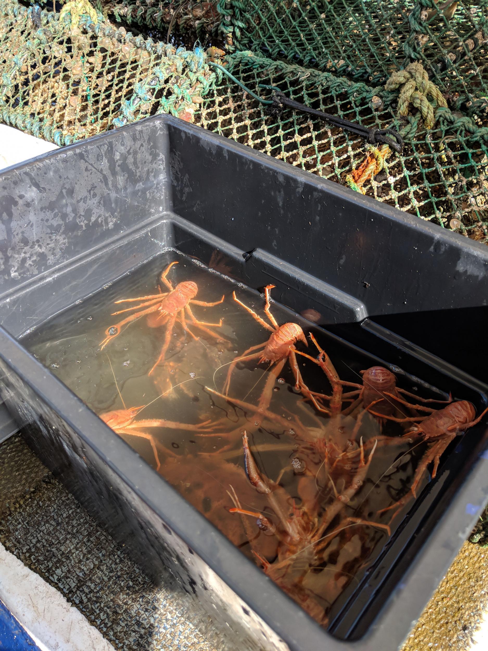 Ian’s catch contained mostly these squat lobsters, along with some lobsters, brown crabs and velvet crabs if they were big enough. Anything too small is thrown back in (Emma Henderson)