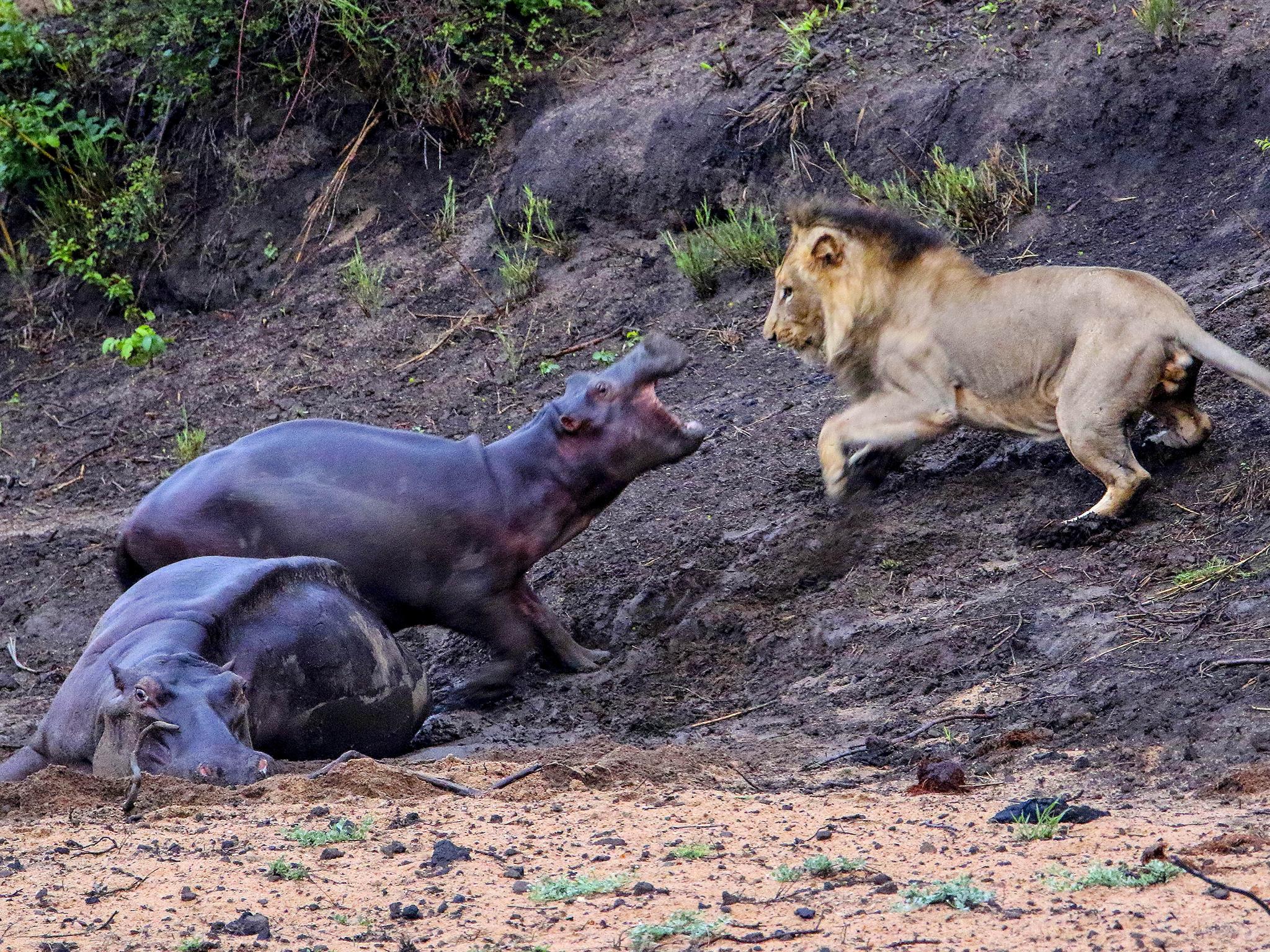 Baby hippo attacks hungry lion in attempt to save mother stuck in muddy quagmire | The Independent | The Independent