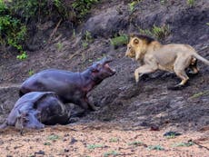 Baby hippo attacks hungry lion in attempt to save stricken mother