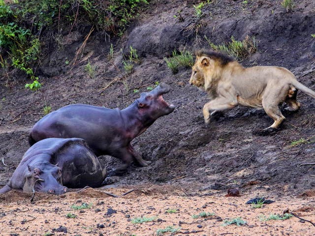 A hippo stuck in the mud and near death is too good an opportunity to miss for a lion