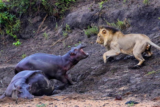 A hippo stuck in the mud and near death is too good an opportunity to miss for a lion