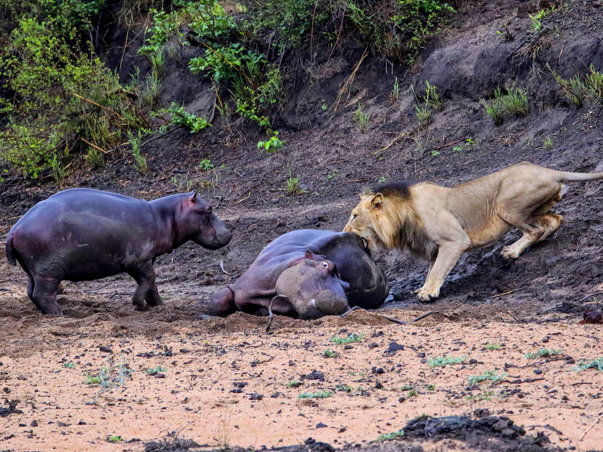 Почему погибают животные. Львы нападают на бегемота.