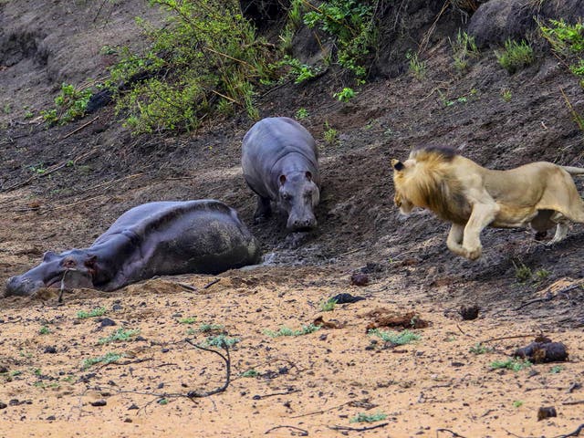 Baby hippo attacks hungry lion in attempt to save mother stuck in muddy  quagmire | The Independent | The Independent...... 6 Animals That Could Defeat a Hippopotamus