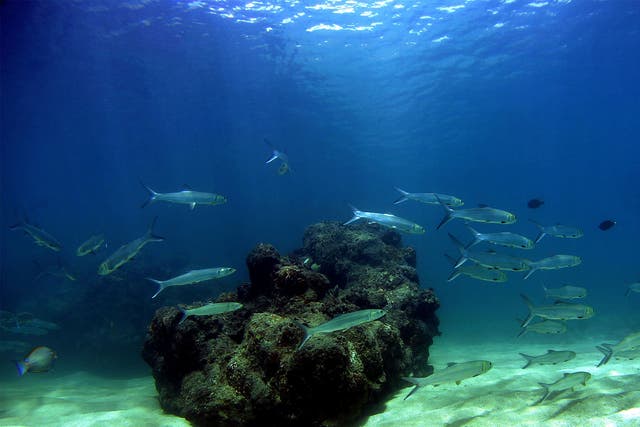 A school of fish pass over a coral reef in Hawaii