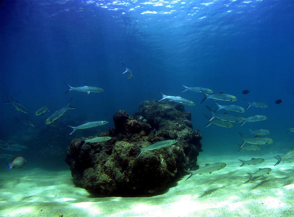 A school of fish pass over a coral reef in Hawaii