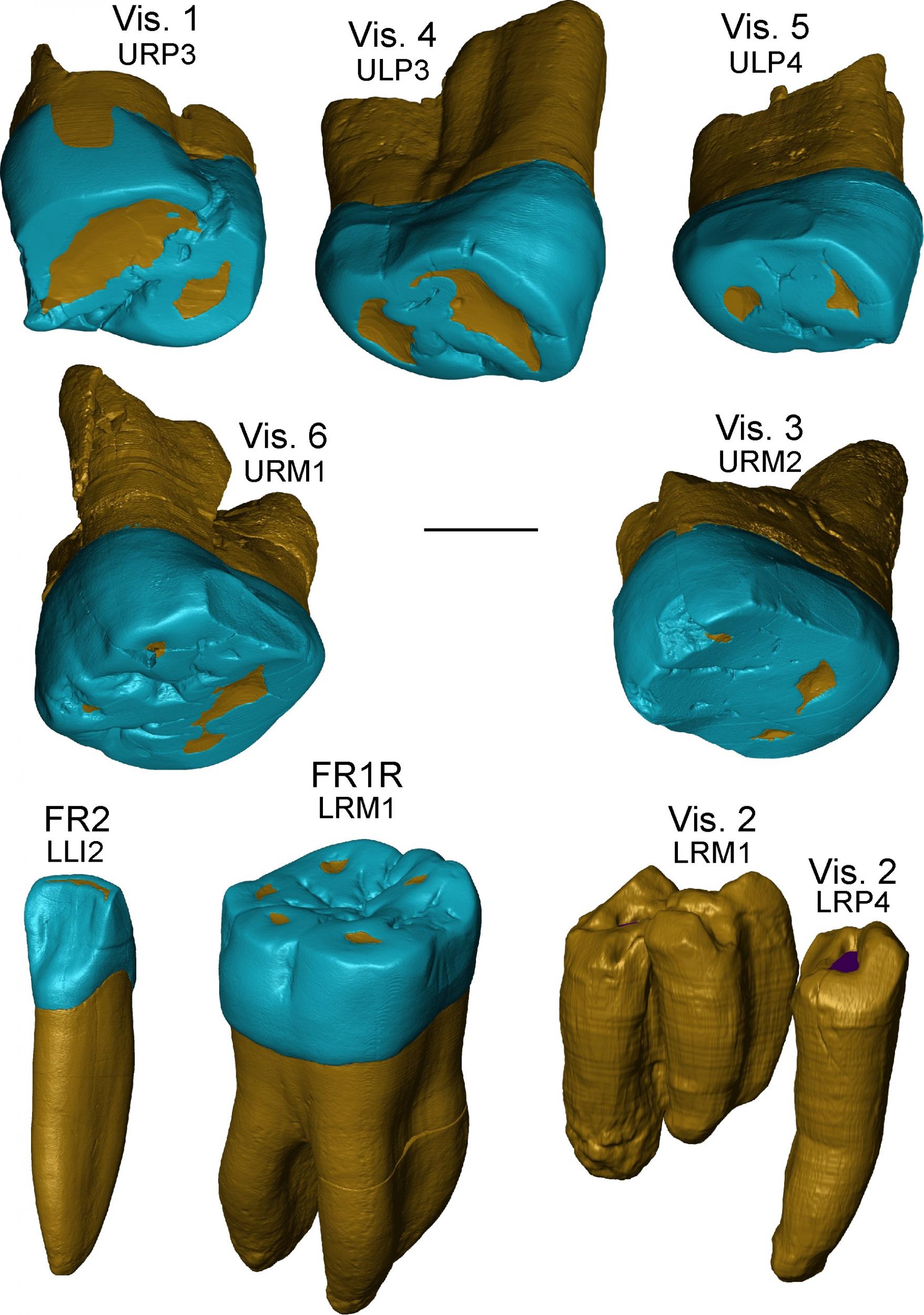 Virtual rendering of the teeth from the Italian sites of Visogliano and Fontana Ranuccio