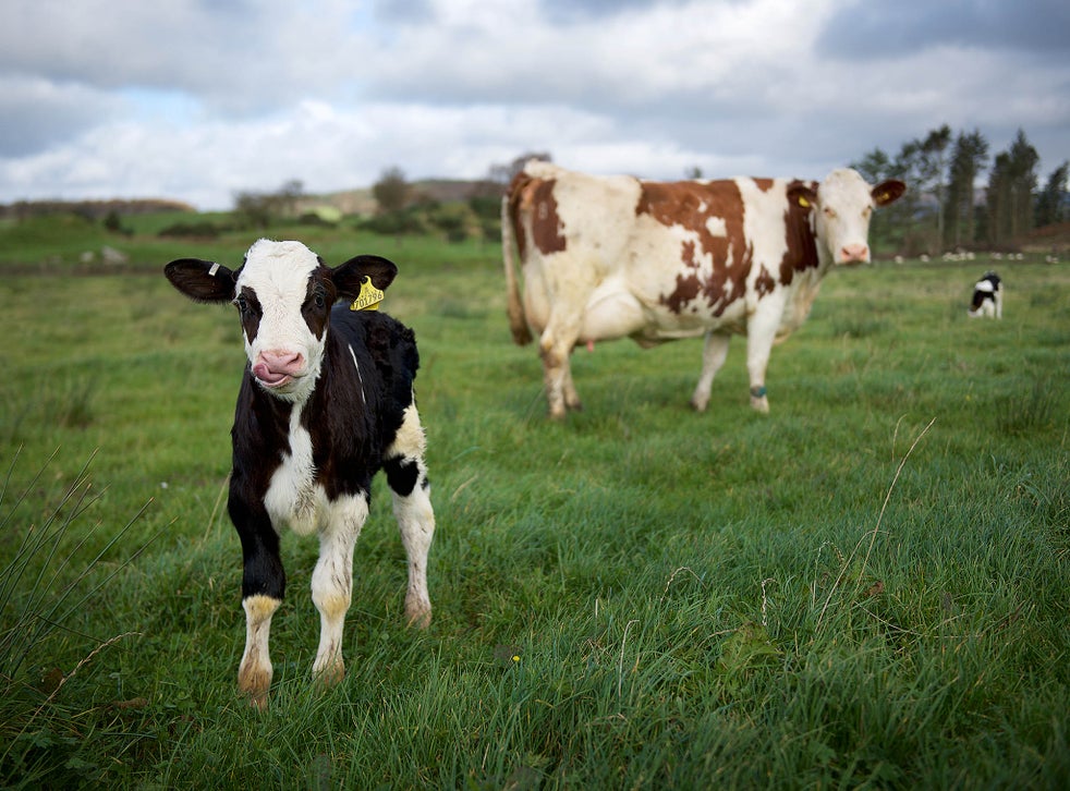 Meet the farmers on a mission to make ethical dairy products The