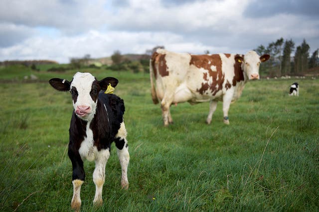 A butter idea: gradually separating the newborns from their mothers over five months, rather than the customary few days, has led to higher yields and calmer cows
