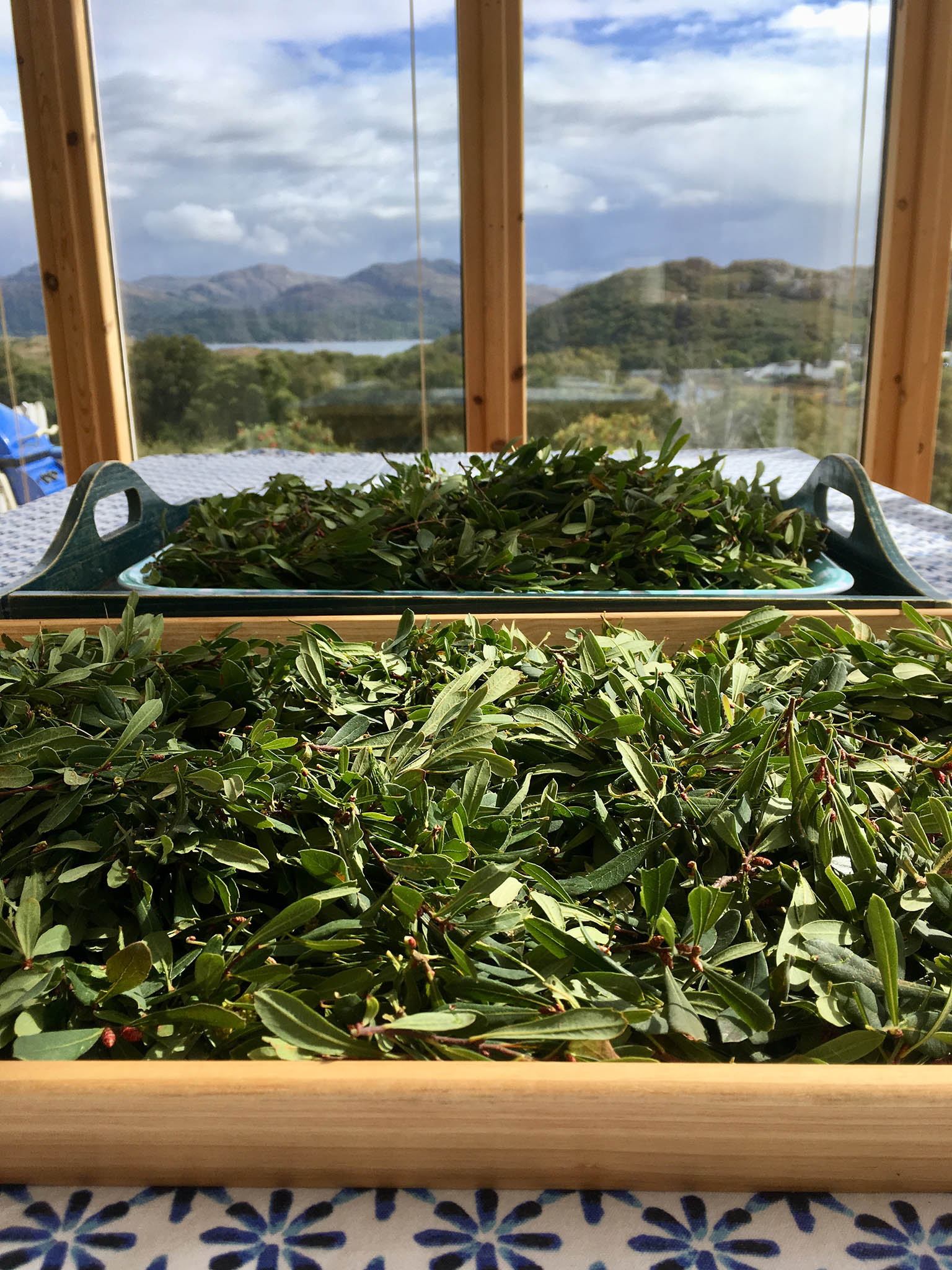 Drying hand-picked wild local myrtle in the house to use as a botanical