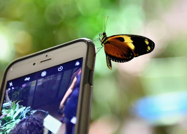 A butterfly sits on a mobile phone during a preview visit of the butterfly conservatory at the American Natural History Museum in New York on October 3, 2018