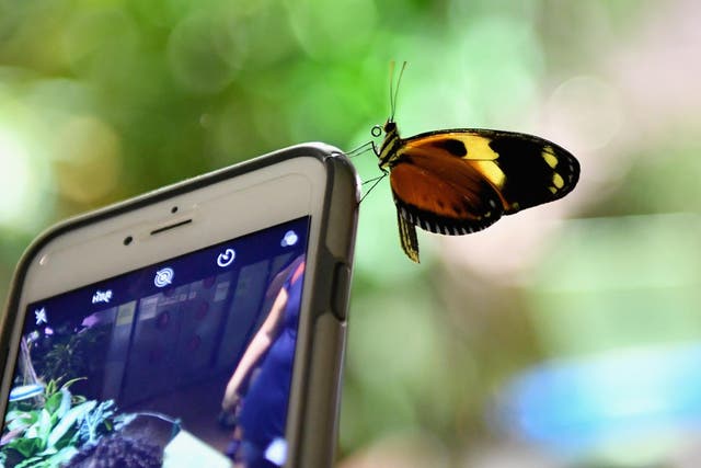 A butterfly sits on a mobile phone during a preview visit of the butterfly conservatory at the American Natural History Museum in New York on October 3, 2018