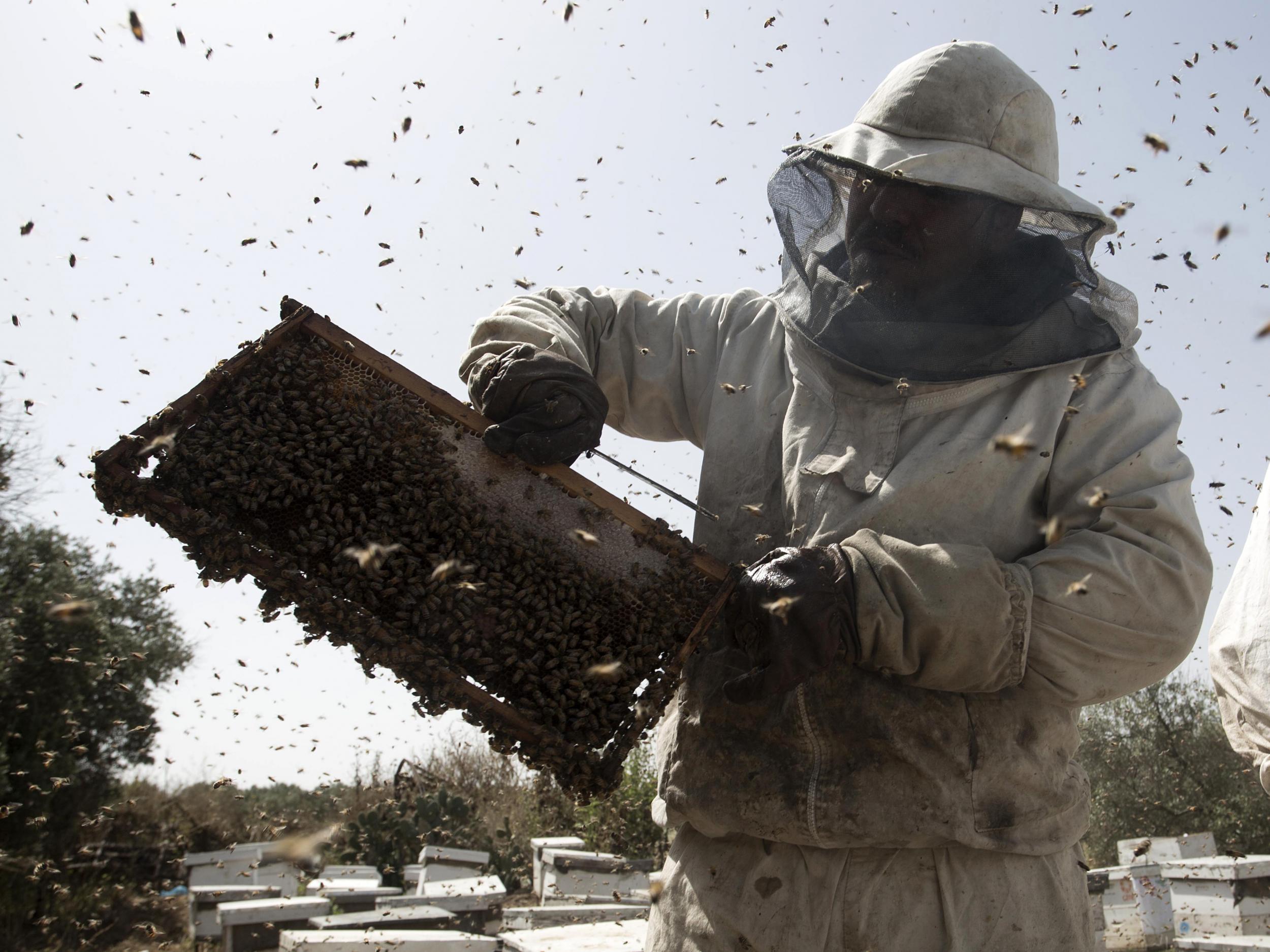 Beekeepers have been unable to stop the spread of mites that carry bee-killing viruses